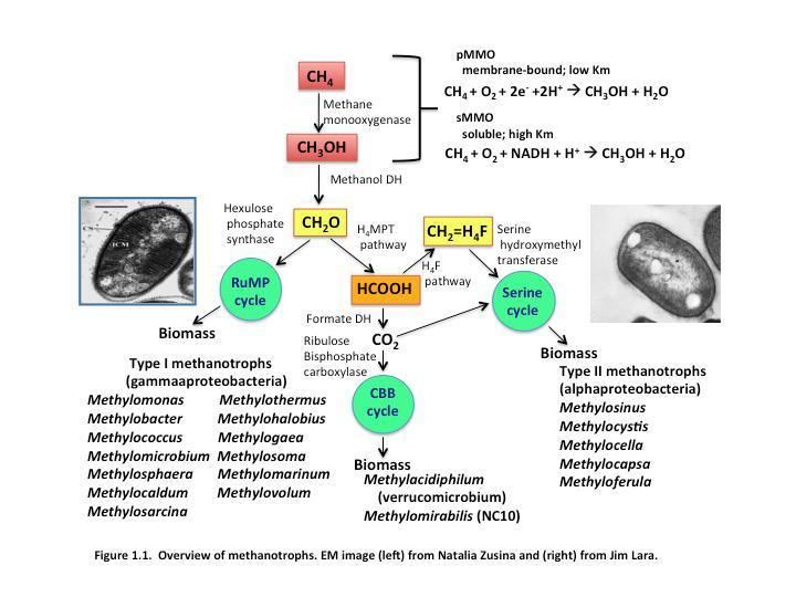 Methanotroph Introduction Methanotroph Commons