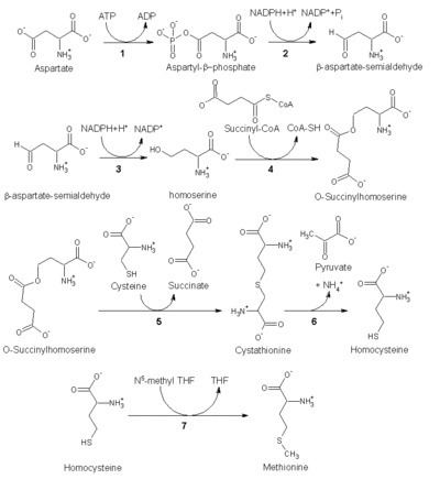 Methionine Methionine Wikipedia