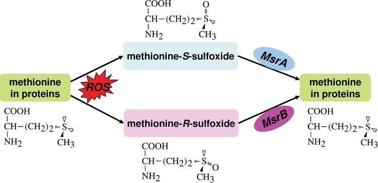 Methionine sulfoxide Methionine sulfoxide reductases selenoprotein forms and roles in