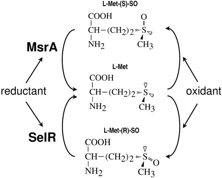 Methionine sulfoxide Selenoprotein R is a zinccontaining stereospecific methionine