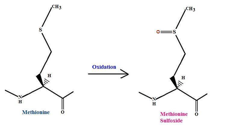 Methionine sulfoxide FileOxidation of Methionine to Methionine SulfoxideJPG Wikimedia