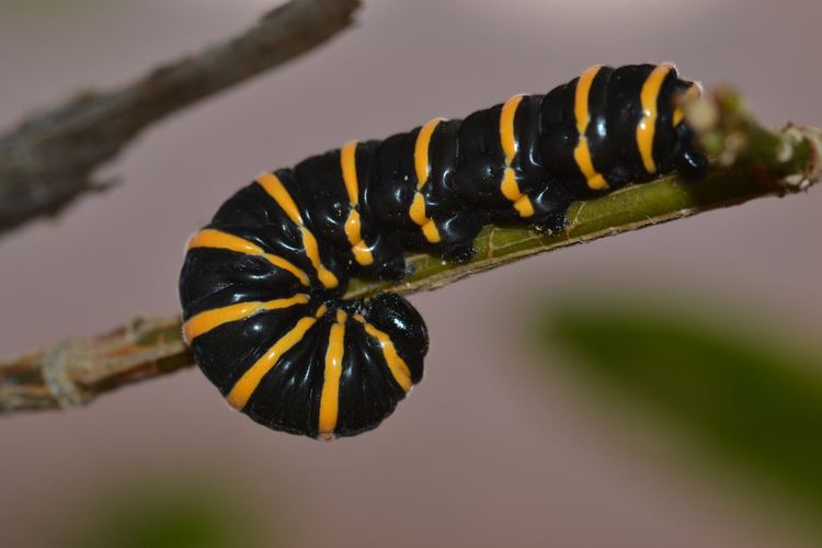 Methona themisto methona themisto caterpillar Lusa Mota Flickr