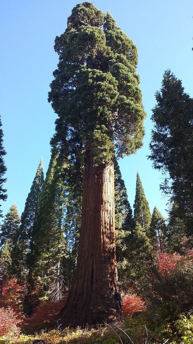 Methuselah (sequoia tree)