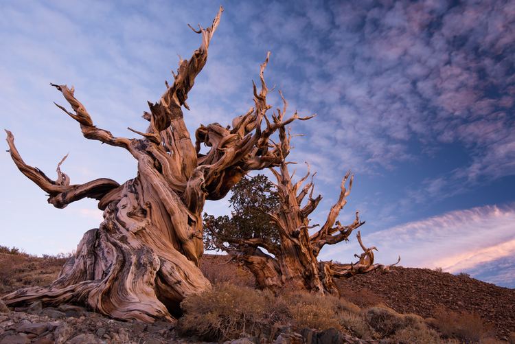 Methuselah (tree) The Oldest Trees in the World the extreme horticulturist
