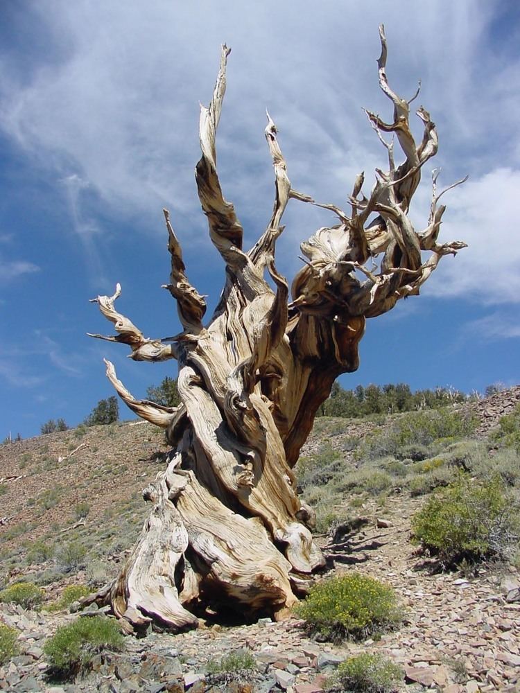 Methuselah (tree) Methuselah tree Trees of intrigue and interest Pinterest