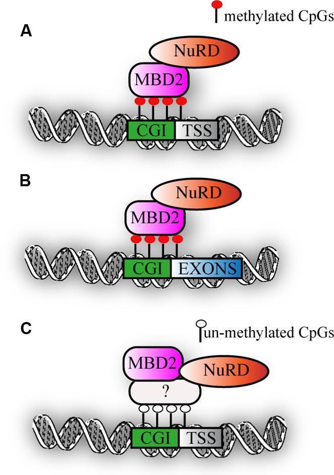 Methyl-CpG-binding domain protein 2 wwwfrontiersinorgfilesArticles117044fgene05