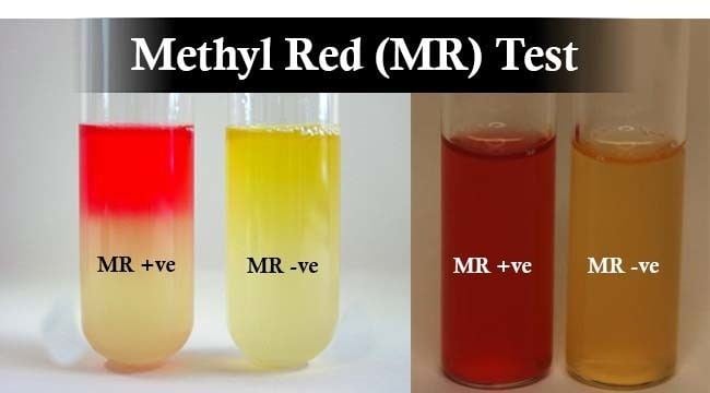 Methyl Red (MR) Test- red means positive while yellow coloration indicates a negative test