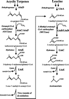 Methylcrotonyl-CoA carboxylase jbasmorgcontent190144888F1smallgif