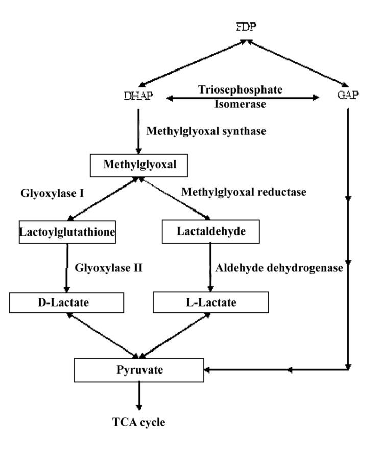 Methylglyoxal pathway