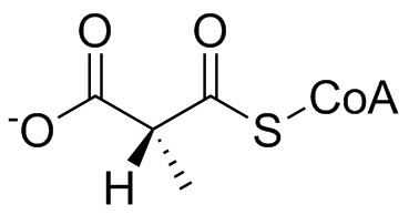 Methylmalonyl-CoA MethylmalonylCoA mutase Wikiwand