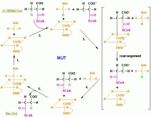 Methylmalonyl-CoA MethylmalonylCoA mutase Wikipedia