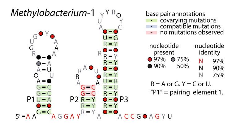 Methylobacterium-1 RNA motif