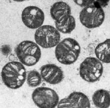 Methylococcus capsulatus httpsuploadwikimediaorgwikipediacommonsthu