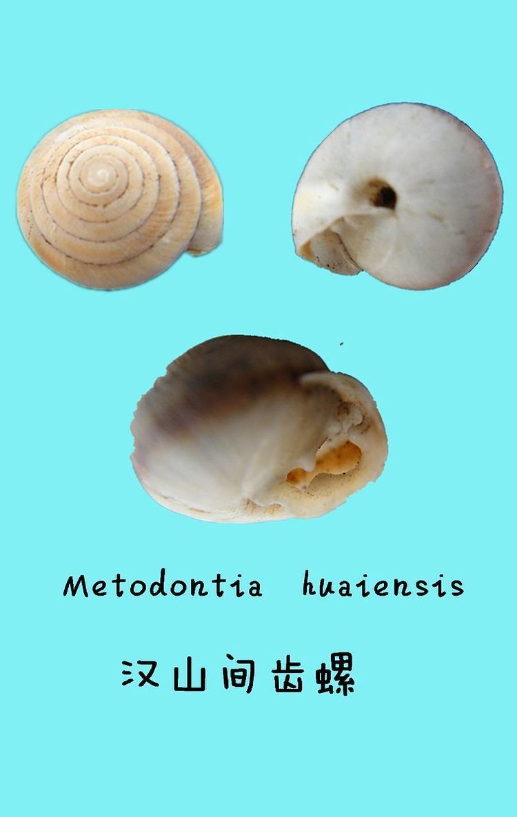 Metodontia