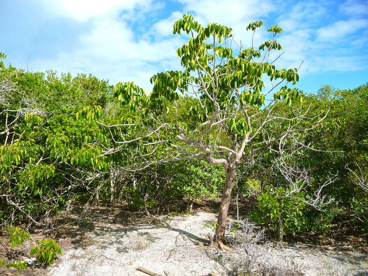 Metopium toxiferum Metopium toxiferum Long Key State Park Here is a native p Flickr