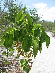 Metopium toxiferum httpsuploadwikimediaorgwikipediacommonsthu