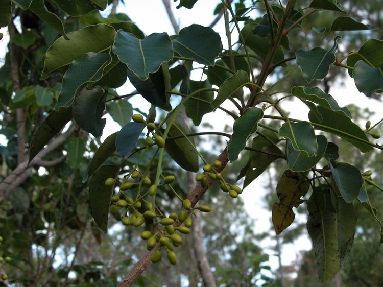 Metopium toxiferum Leon Levy Native Plant Preserve Plant Listings Metopium toxiferum