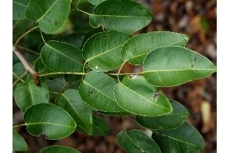 Metopium toxiferum Plants Profile for Metopium toxiferum poisonwood