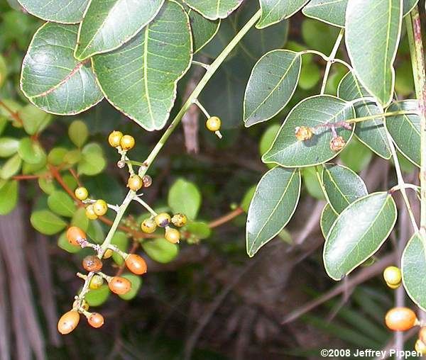 Metopium toxiferum Florida amp Bahamas Plants