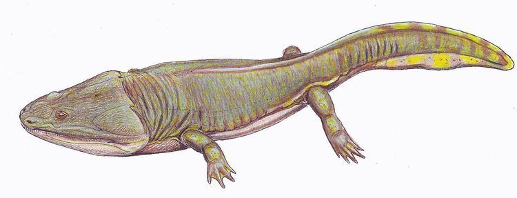 Metoposauridae