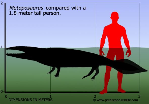 Metoposaurus Metoposaurus