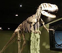 Metriacanthosauridae httpsuploadwikimediaorgwikipediacommonsthu