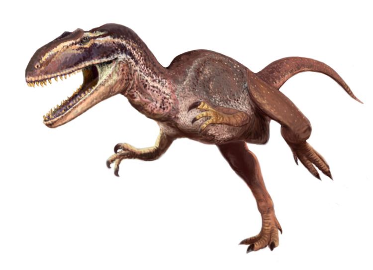 Metriacanthosaurus Metriacanthosaurus Wikipedia