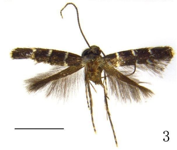 Metriochroa alboannulata