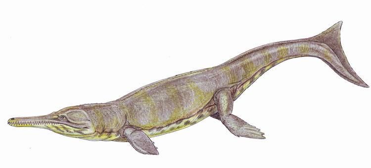 Metriorhynchus Metriorhynchus Wikiwand