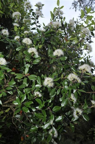 Metrosideros bartlettii Plant life Have a white Christmas Otago Daily Times Online News