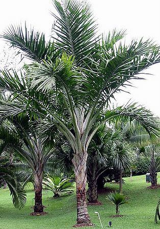 Metroxylon Metroxylon salomonense Palmpedia Palm Grower39s Guide
