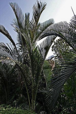 Metroxylon sagu Metroxylon sagu Palmpedia Palm Grower39s Guide