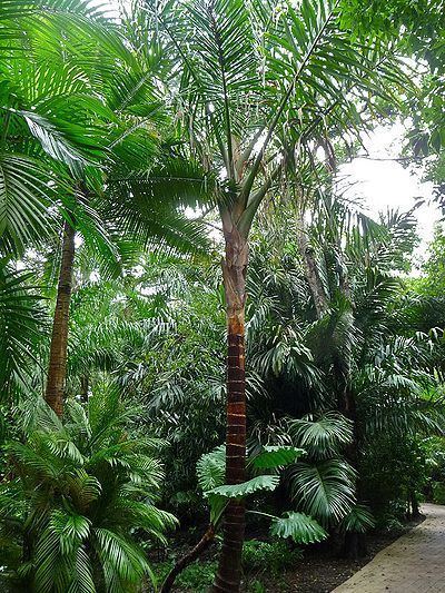 Metroxylon vitiense Metroxylon vitiense Palmpedia Palm Grower39s Guide