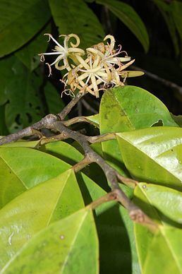 Metteniusaceae httpsuploadwikimediaorgwikipediacommonsthu