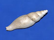 Metula (gastropod) httpsuploadwikimediaorgwikipediacommonsthu