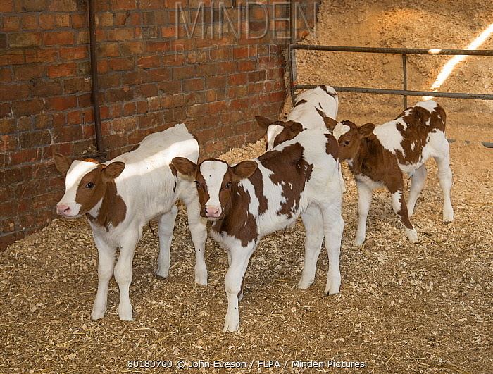 Meuse-Rhine-Issel Minden Pictures stock photos Domestic Cattle MeuseRhineIssel