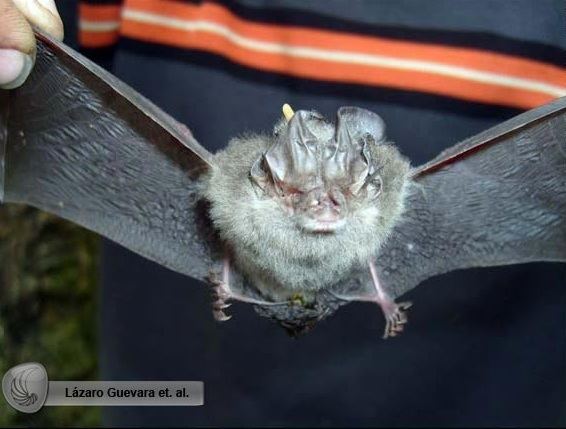Mexican big-eared bat wwwplanetmammiferesorgPhotosVolantsVespertC