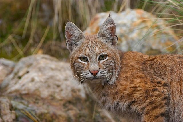 Mexican bobcat Facts About the Mexican Bobcat