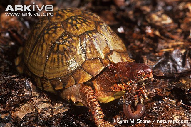 Mexican box turtle Common box turtle photo Terrapene carolina G27038 ARKive