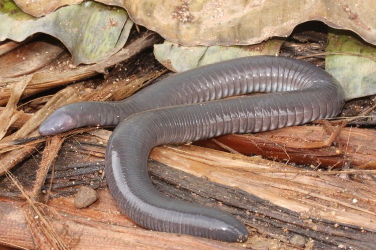 Mexican burrowing caecilian Dermophis mexicanus Mexican burrowing caecilian