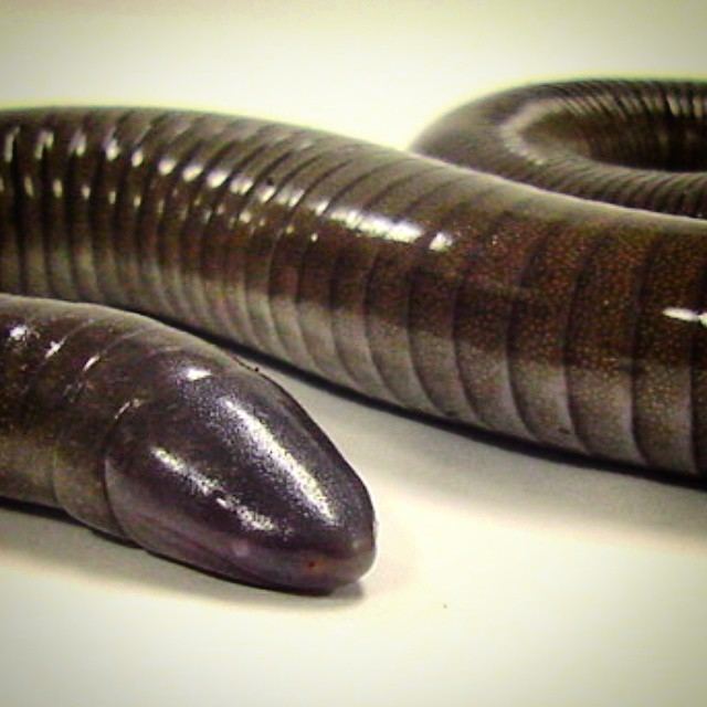 Mexican burrowing caecilian Frogs Need Our Help Frog Blog of The Amphibian Foundation