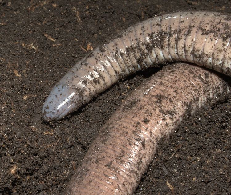 Mexican burrowing caecilian Mexican burrowing caecilian Dermophis mexicanus Bill Hughes Flickr