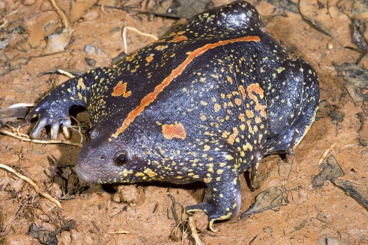 Mexican burrowing toad Rhinophrynidae