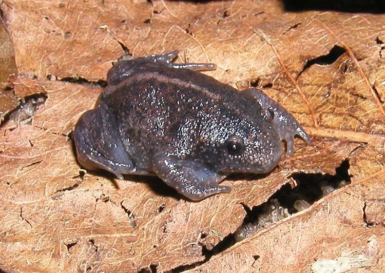 Mexican burrowing toad Mexican burrowing toad Wikipedia