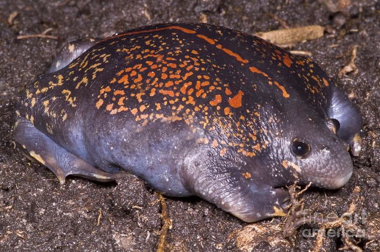 Mexican burrowing toad Mexican Burrowing Toad Photograph by Dante Fenolio