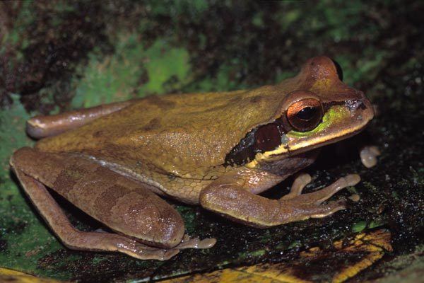 Mexican burrowing tree frog Wild Herps Masked Treefrog Smilisca phaeota