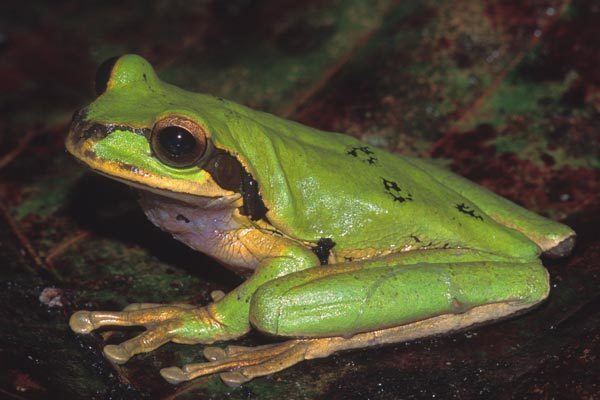 Mexican burrowing tree frog Wild Herps Masked Treefrog Smilisca phaeota