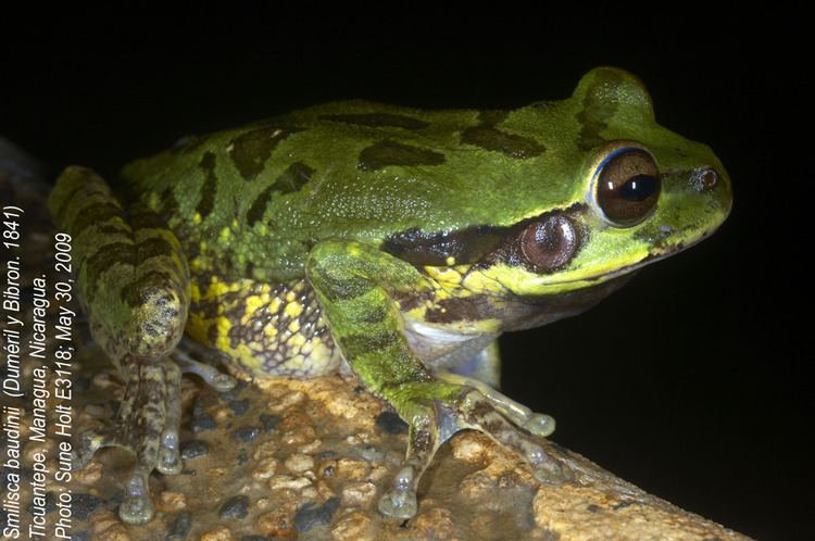 Mexican burrowing tree frog Smilisca baudinii Hylidae image 34905 at PlantSystematicsorg
