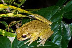 Mexican burrowing tree frog httpsuploadwikimediaorgwikipediacommonsthu