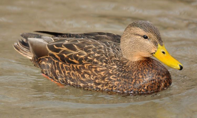 Mexican duck Utah Birders Birding Blog Utah Birds Utah Birding Utah Bird ID